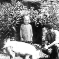 Cochons : l’amour vache ! 